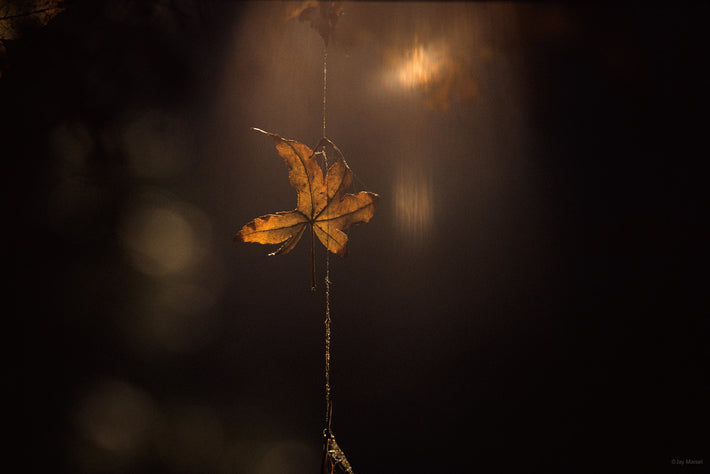 Hanging Leaf, Japan