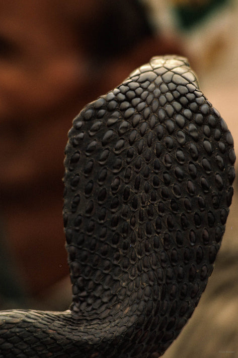 Snake Close Up, Marrakech