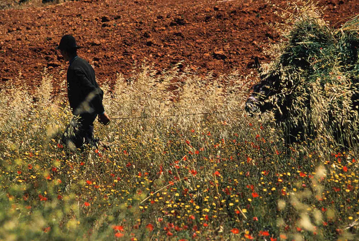 Man Leading Donkey, Portugal