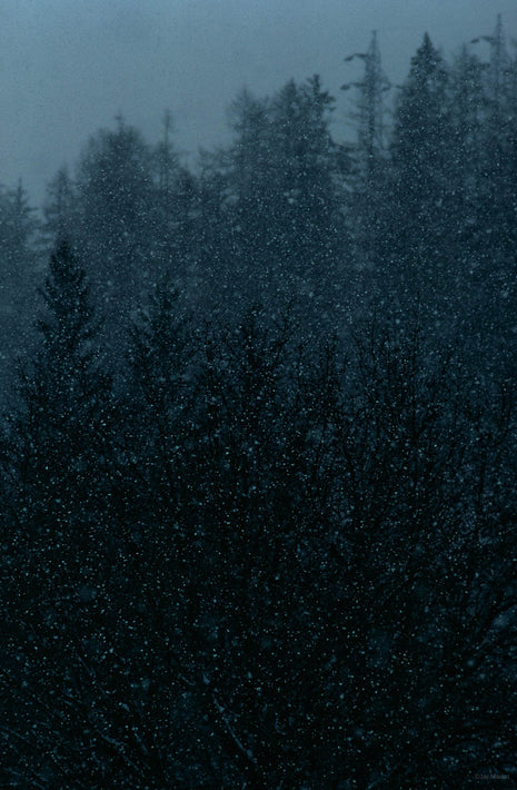 Trees in Snow, Northern Italy