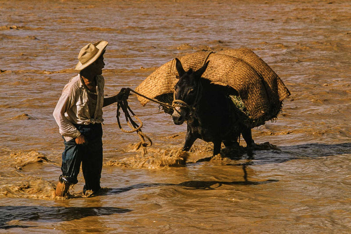 Man and Burro in Water, Jamiltepec, Mexico
