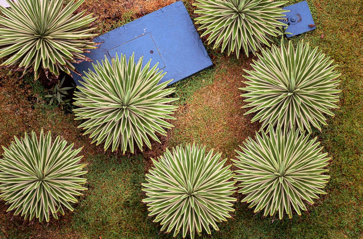 View of Plants from Hotel, Rio de Janeiro