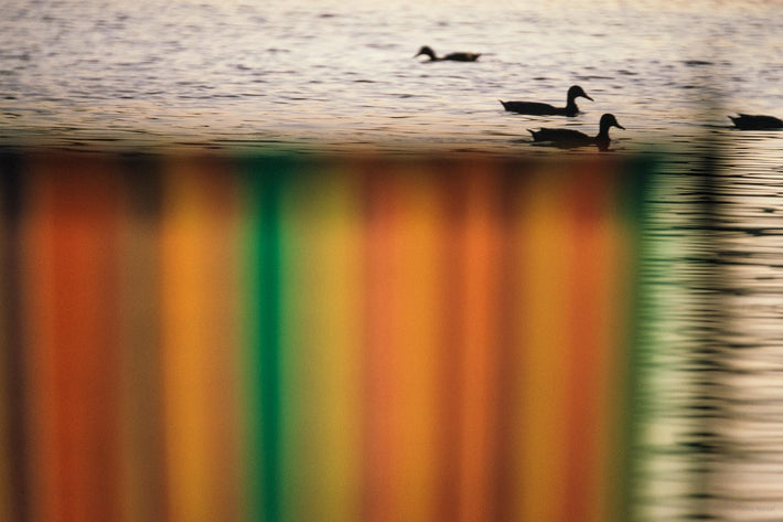 Lawn Chairs, Ducks, Hyde Park, London