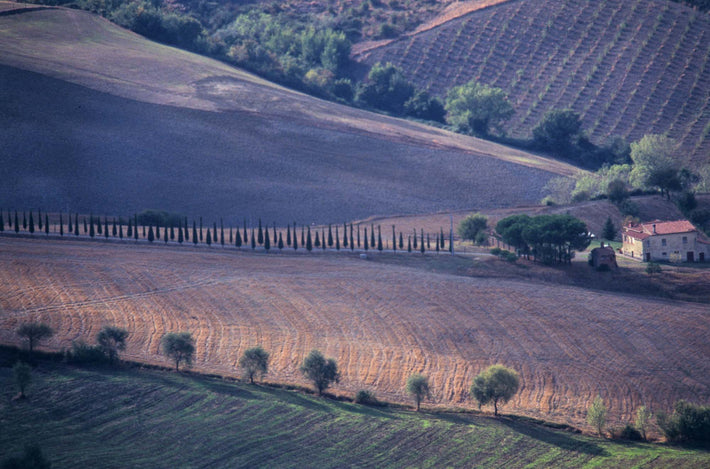 Landscape with Rows of Trees, Cortona