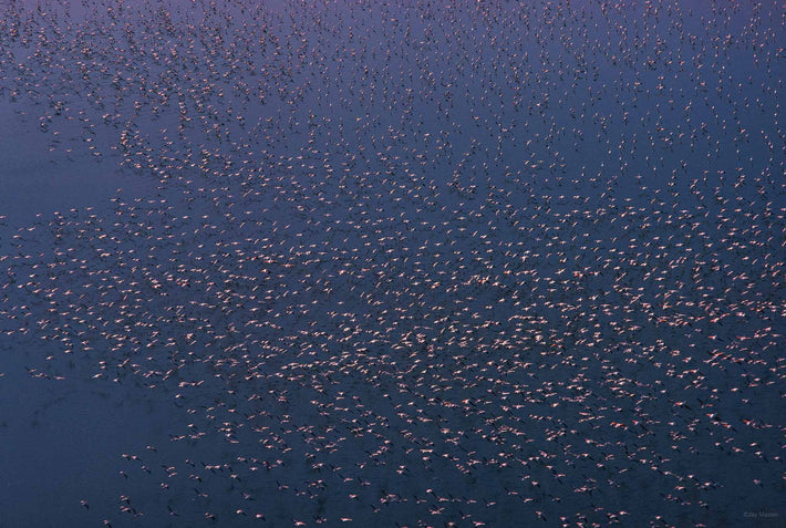 Aerial of Flamingos, Kenya