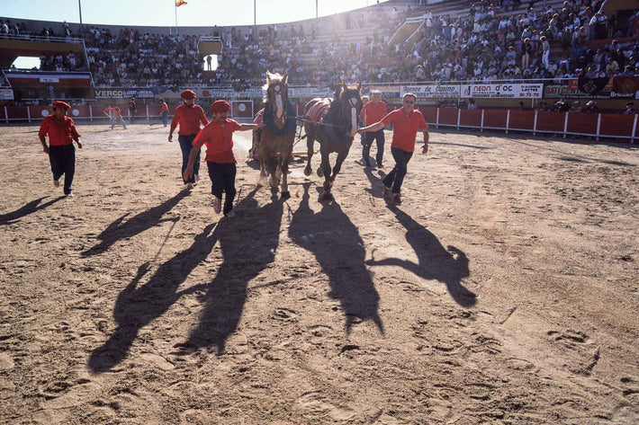 Long Shot of Bull Dragged, Arles