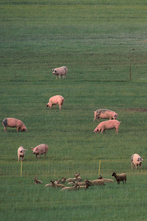 Hogs and Goats No. 2, England