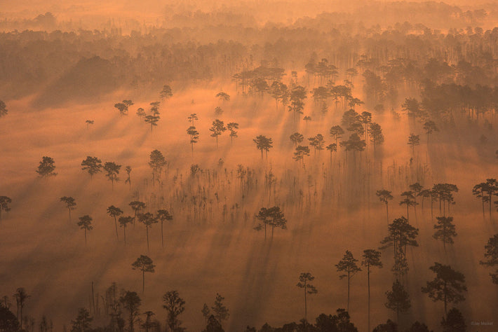 Florida Trees in Mist