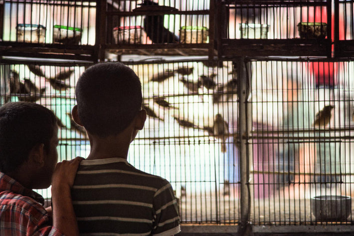 Two Boys Looking at Birds, Bangkok