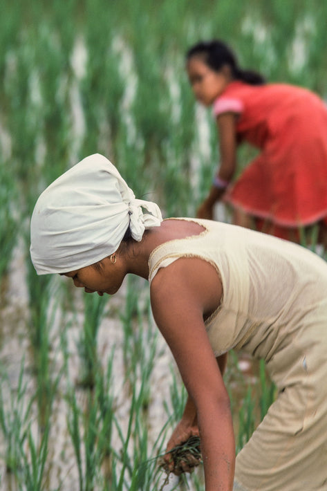 Women, Rice Field, Jakarta