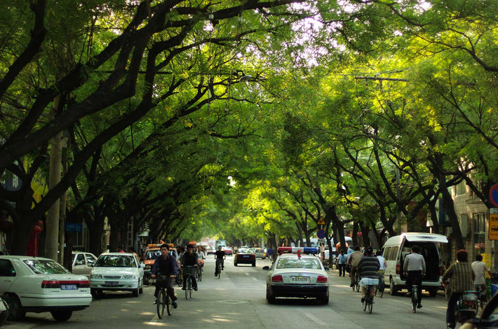 Trees Arching Over Street, Beijing