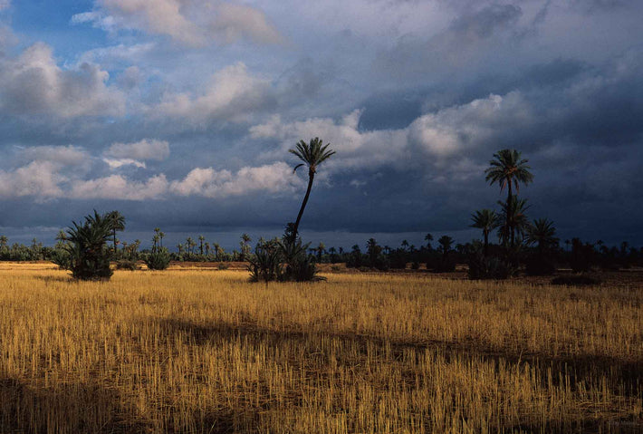 Landscape with Palm Tree and Clouds, Marrakech