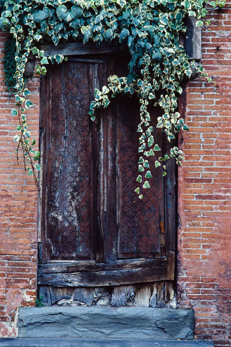 Old Door with Ivy Growing, Vicenza