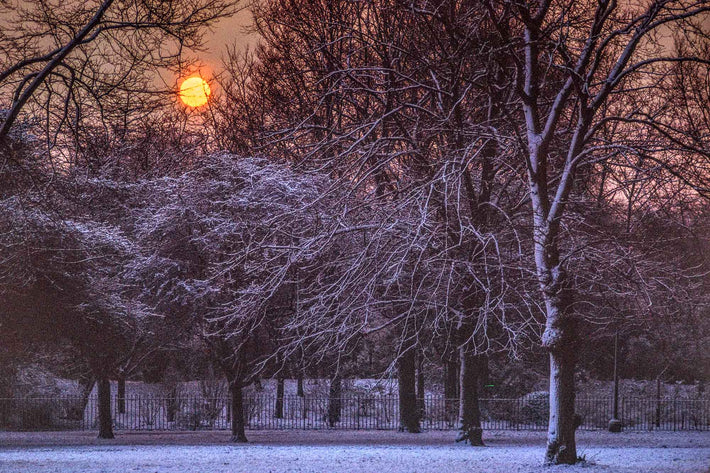 Tree with Snow, Sun, London