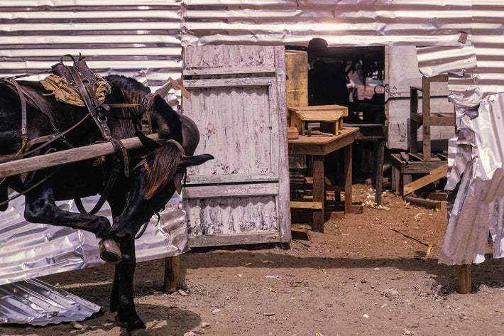 Horse Licking Hoof, Ghana