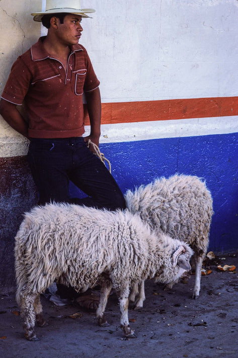 Man with Two Sheep, Oaxaca
