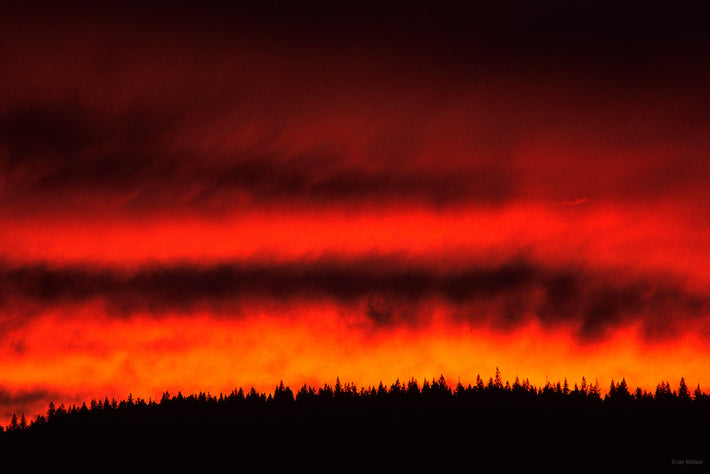 Red Sky, Silhouette Trees