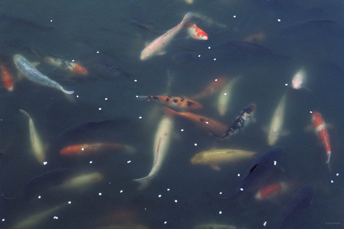 Koi in a Pond, Japan