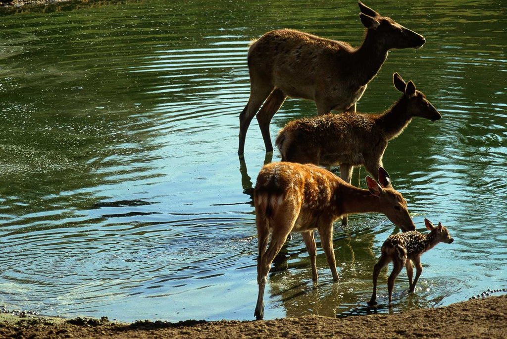 Water No 47 – Jay Maisel