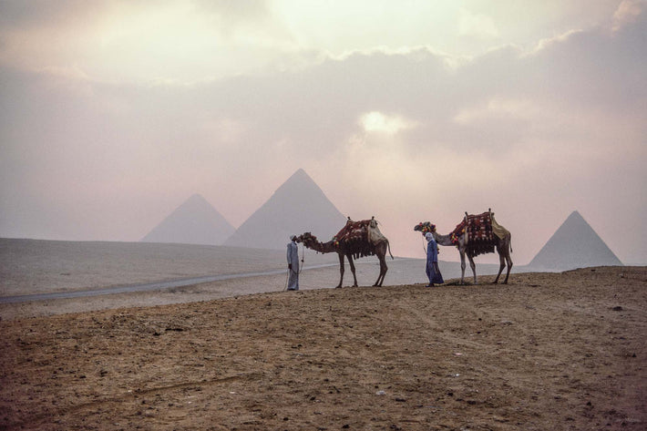 Long Shot Kissing Camel, Egypt