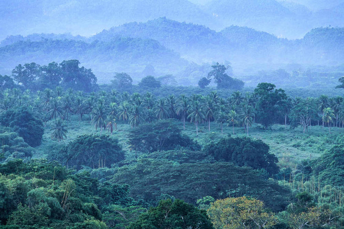 Forest, Mist, Jamaica