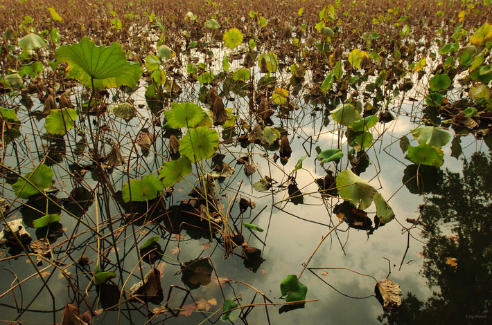 Field of Flowers in Water, Shanghai