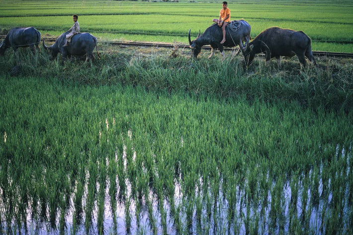 Kids, Water Buffaloes, Philippines