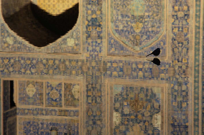 No. 1 Bird in Iran in Isfahan, Iran