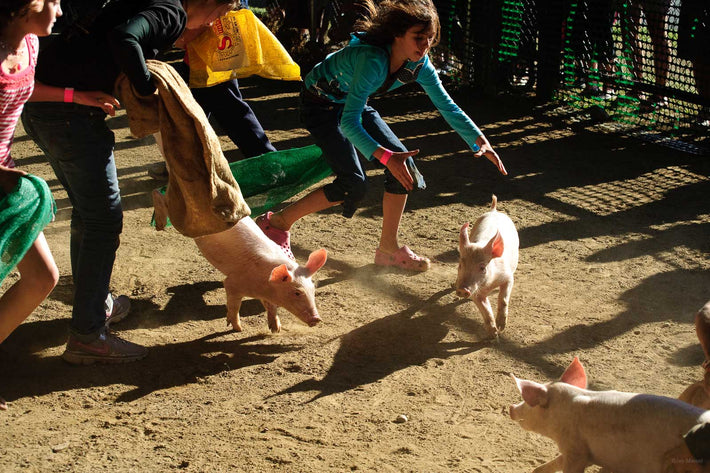 Pig Scramble 2, Maine