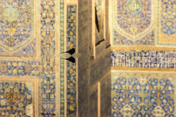 No. 2 Bird in Iran in Isfahan, Iran
