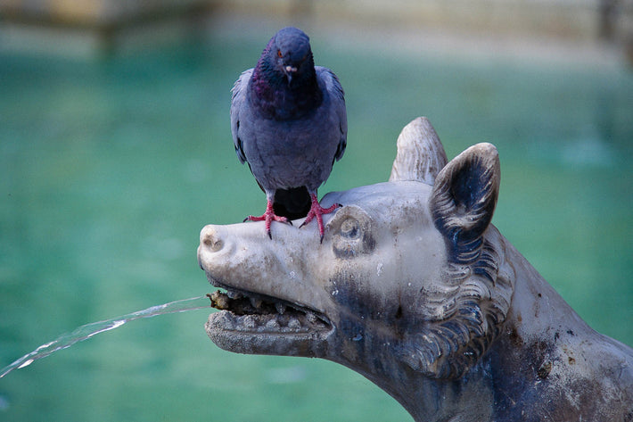 Dog and Pigeon, Siena, Italy