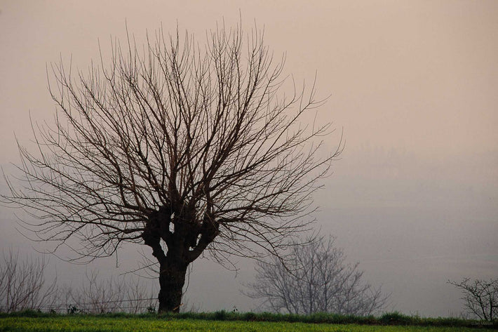 Winter, Tree, Grey Sky, Vicenza