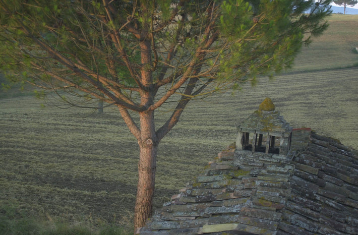 Tree and House, Tuscany