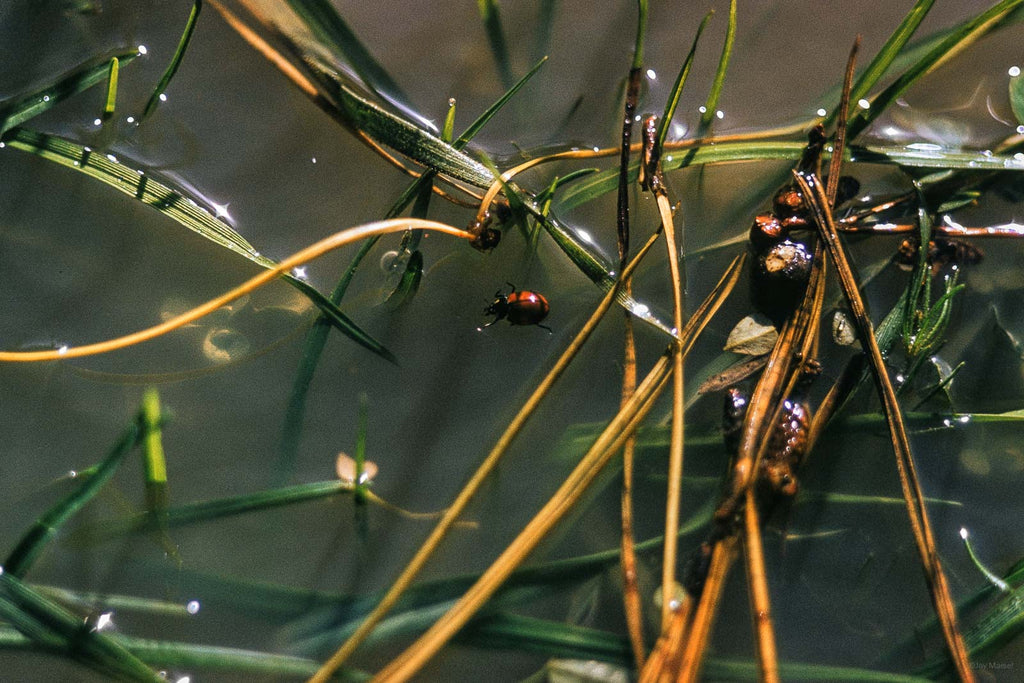 Water No 62 – Jay Maisel