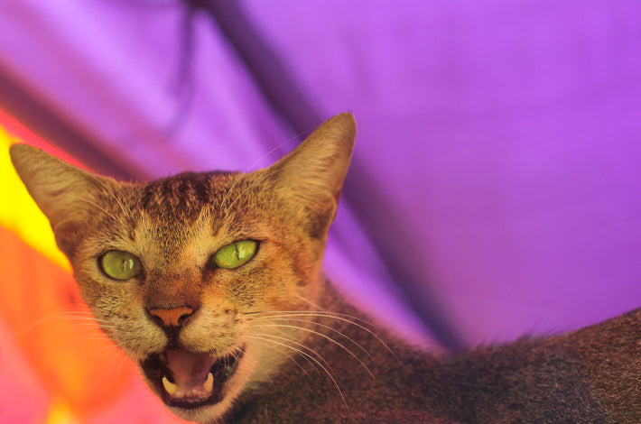 Cat, Mumbai