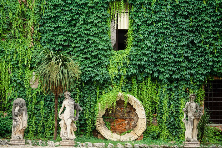 Ivy Wall with Sculptures in Front, Vicenza