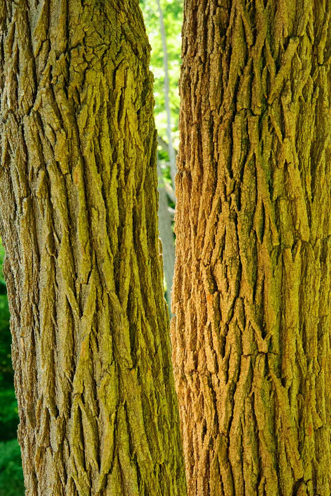 Bark of Two Trees, Maine