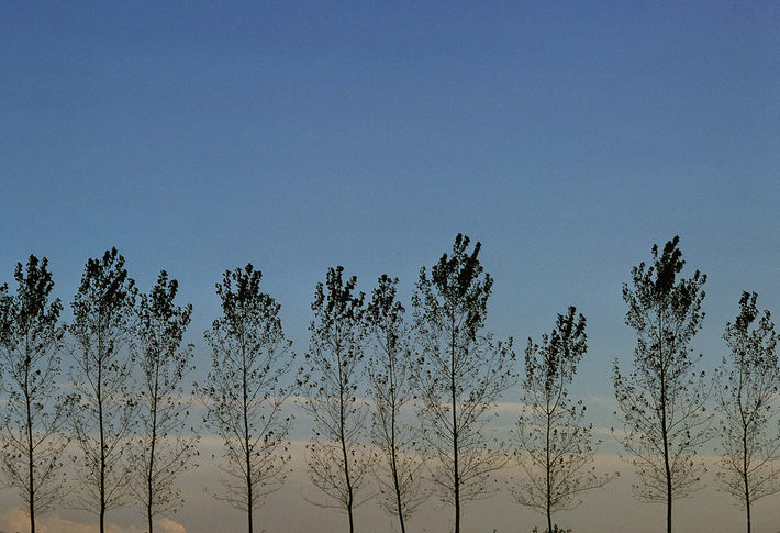 Landscape, Trees 1, Italy