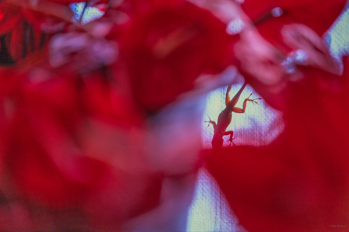 Lizard with Red, Jamaica