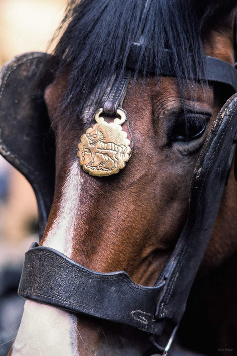 Horse's Head, Close-up, Ireland