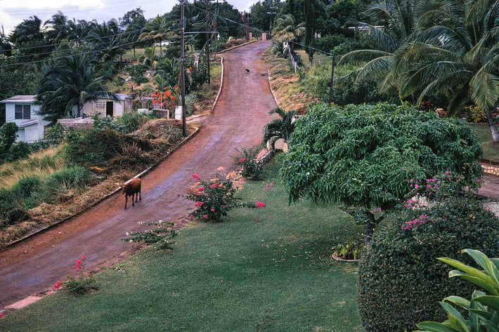 Road with Cow, Jamaica