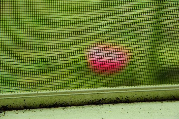 Pink and Green 2, NYC