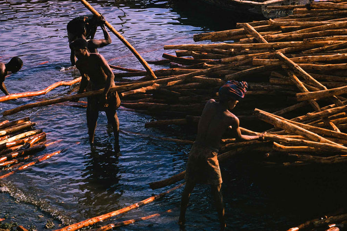 Men in water with Tree Logs, Lamu, Kenya