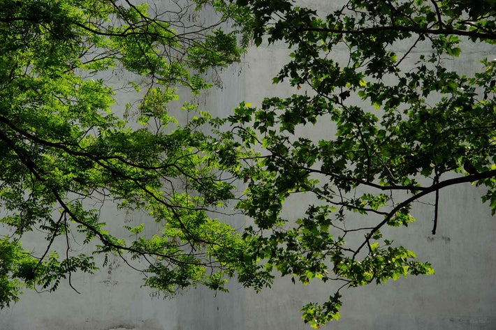 Leaves 1, NYC