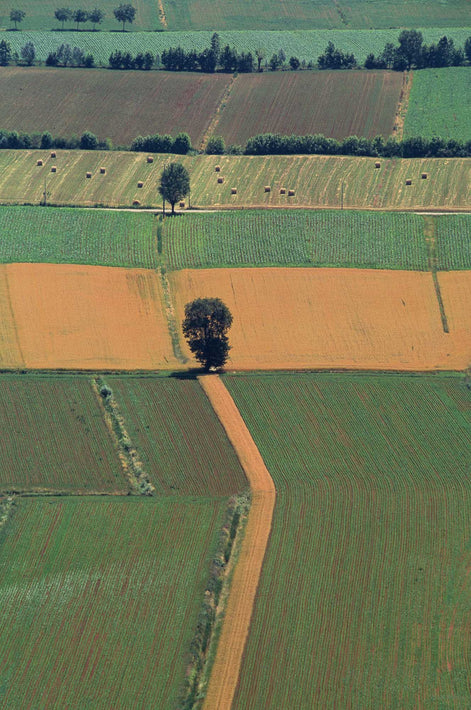 Trees and Pattern of Farmland, Wide-Angle, Vicenza