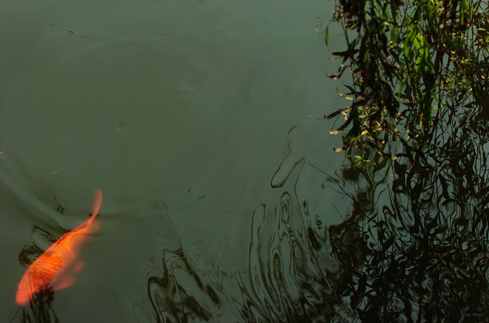 One Koi Fish in Water, Shanghai