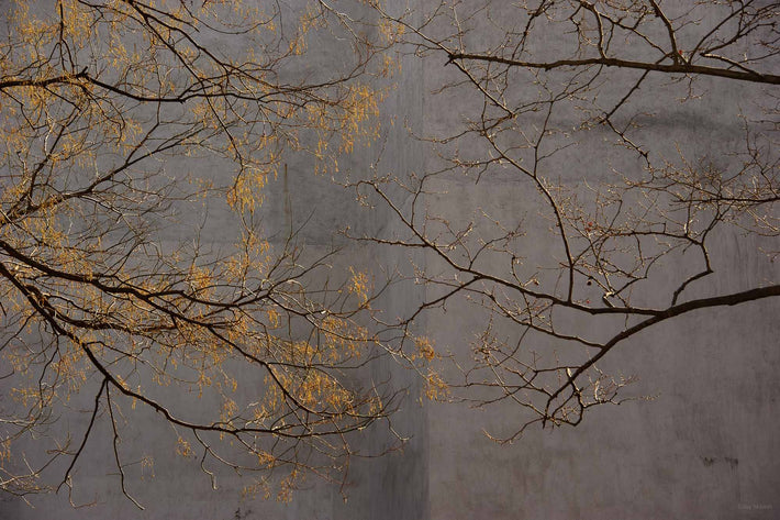 Leaves 2, NYC