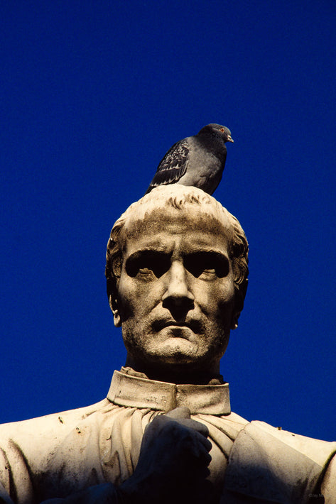 Statue, Pigeon, Unknown Locale, Italy