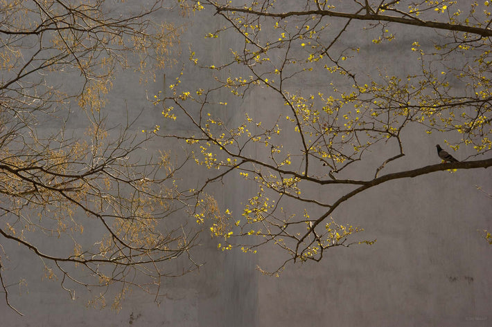 Leaves with Bird 4, NYC