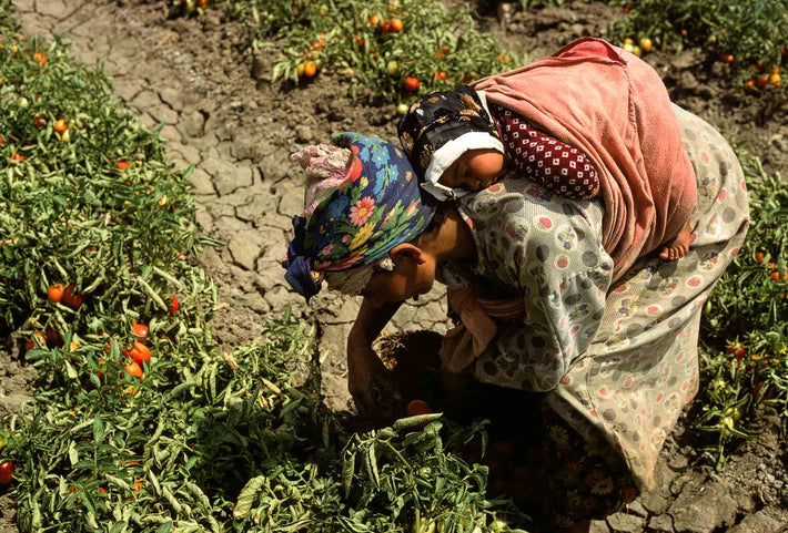 Woman with Baby on Back Picking Tomatoes, Marrakech